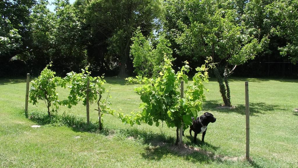 アルバロン Mas De Bouvet En Camargue Bed & Breakfast エクステリア 写真
