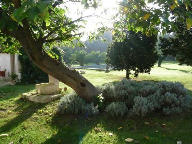 アルバロン Mas De Bouvet En Camargue Bed & Breakfast エクステリア 写真