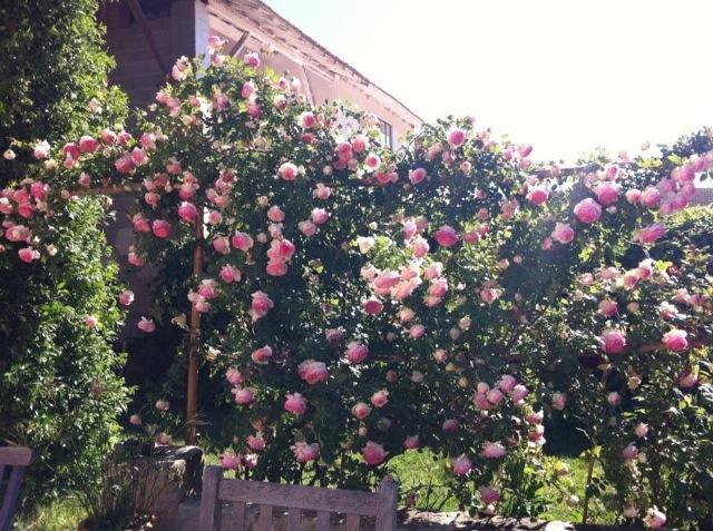 アルバロン Mas De Bouvet En Camargue Bed & Breakfast エクステリア 写真